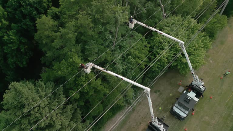 How Our Tree Care Process Works  in Williamsville, IL